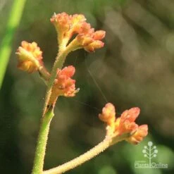 Anigozanthos Orange Cross - Kangaroo Paw -Australian Plants Online Sales apo orange cross kangaroo paw buds2