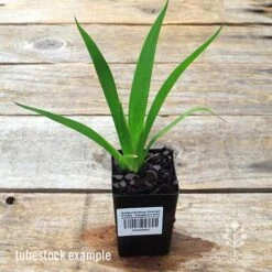 Anigozanthos Orange Cross - Kangaroo Paw -Australian Plants Online Sales apo orange cross kangaroo paw tubestock