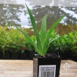 Anigozanthos Orange Cross - Kangaroo Paw -Australian Plants Online Sales apo orange cross kangaroo paw tubestock2