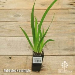 Anigozanthos Orange Cross - Kangaroo Paw -Australian Plants Online Sales apo orange cross tubestock top