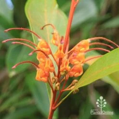 Grevillea Orange Marmalade -Australian Plants Online Sales apo orange marmalade flower closeup
