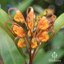 Grevillea Orange Marmalade -Australian Plants Online Sales apo orange marmalade flower july