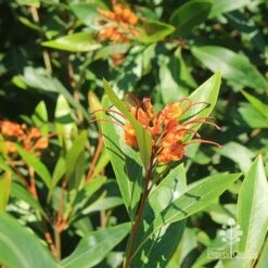 Grevillea Orange Marmalade -Australian Plants Online Sales apo orange marmalade flowering
