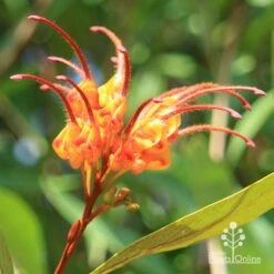Grevillea Orange Marmalade -Australian Plants Online Sales apo orange marmalade grevillea flower opening
