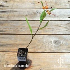 Grevillea Orange Marmalade -Australian Plants Online Sales apo orange marmalade tubetock flowering