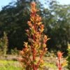 Syzygium Orange Twist - Lilly Pilly -Australian Plants Online Sales apo orange twist backlit