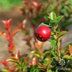 Syzygium Orange Twist - Lilly Pilly -Australian Plants Online Sales apo orange twist berry