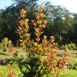 Syzygium Orange Twist - Lilly Pilly -Australian Plants Online Sales apo orange twist nursery