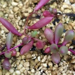 Othonna Ruby Necklace - Little Pickles - Succulent -Australian Plants Online Sales apo othonna purple colour