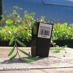 Othonna Ruby Necklace - Little Pickles - Succulent -Australian Plants Online Sales apo othonna ruby necklace tubestock