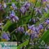 Dianella Little Jess 2 Dianella Little Jess -Australian Plants Online Sales apo ozbreed little jess flowers