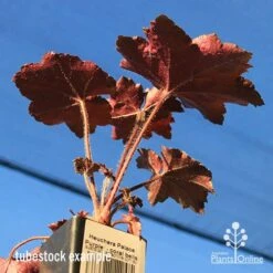 Heuchera Palace Purple - Coral Bells -Australian Plants Online Sales apo palace purple colour beneath