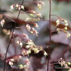 Heuchera Palace Purple - Coral Bells -Australian Plants Online Sales apo palace purple heuchera flowers