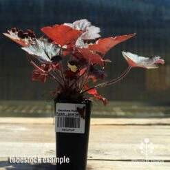 Heuchera Palace Purple - Coral Bells -Australian Plants Online Sales apo palace purple heuchera tubestock