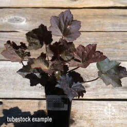 Heuchera Palace Purple - Coral Bells -Australian Plants Online Sales apo palace purple heuchera tubestock top