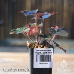 Heuchera Palace Purple - Coral Bells -Australian Plants Online Sales apo palace purple tubestock