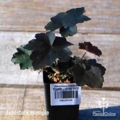 Heuchera Palace Purple - Coral Bells -Australian Plants Online Sales apo palace purple tubestock top