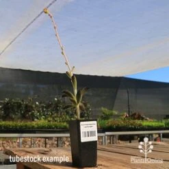 Kalanchoe Tomentosa – Panda Plant - Succulent -Australian Plants Online Sales apo panda plant tubestock tall