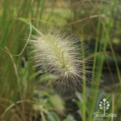 Pennisetum Alopecuroides - Swamp Fountain Grass -Australian Plants Online Sales apo pennisetum alopec awn