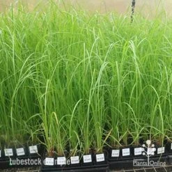 Pennisetum Alopecuroides - Swamp Fountain Grass -Australian Plants Online Sales apo pennisetum alopecuroides large