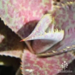 Mangave Purple People Eater - Succulent -Australian Plants Online Sales apo people eater closeup