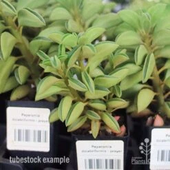 Peperomia Dolabriformis - Prayer Pepper - Succulent -Australian Plants Online Sales apo peperomia dolab tubestock