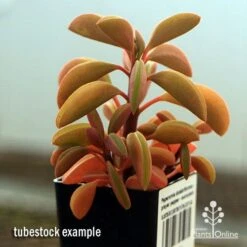 Peperomia Dolabriformis - Prayer Pepper - Succulent -Australian Plants Online Sales apo peperomia dolabrifolia winter colour