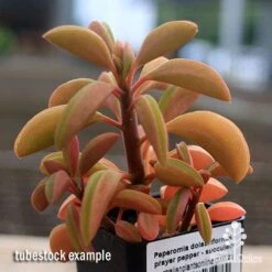 Peperomia Dolabriformis - Prayer Pepper - Succulent -Australian Plants Online Sales apo peperomia dolabriformis winter colour