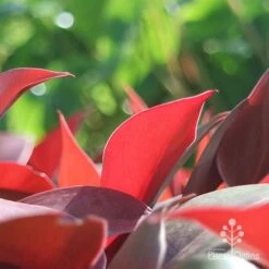 Philodendron Prince Of Orange 13 Philodendron Prince Of Orange -Australian Plants Online Sales apo philo prince of orange leaf