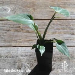 Philodendron Gloriosum - Velvet Philodendron -Australian Plants Online Sales apo philodendron gloriosum tubestock