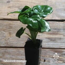 Philodendron Super Atom 18 Philodendron Super Atom -Australian Plants Online Sales apo philodendron super atom tubestock