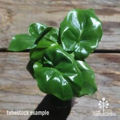 Philodendron Super Atom 17 Philodendron Super Atom -Australian Plants Online Sales apo philodendron super atom tubestock top