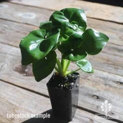 Philodendron Super Atom 19 Philodendron Super Atom -Australian Plants Online Sales apo philodendron super atom tubestock2