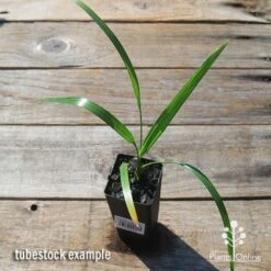 Phoenix Roebelenii - Dwarf Date Palm -Australian Plants Online Sales apo phoenix palm tubestock top 1