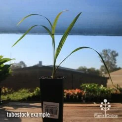 Phoenix Roebelenii - Dwarf Date Palm -Australian Plants Online Sales apo phoenix palm tubestock 1