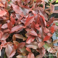Photinia Black Jack -Australian Plants Online Sales apo photinia black jack