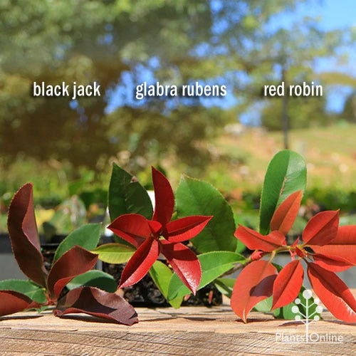 Photinia Red Robin 9 Photinia Red Robin - Image 7