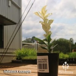 Euonymus Pierrolino - Variegated Spindle 27 Euonymus Pierrolino - Variegated Spindle -Australian Plants Online Sales apo pierrolino euonymus tubestock2