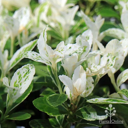 Euonymus Pierrolino - Variegated Spindle 3 Euonymus Pierrolino - Variegated Spindle