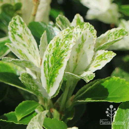 Euonymus Pierrolino - Variegated Spindle 9 Euonymus Pierrolino - Variegated Spindle - Image 7