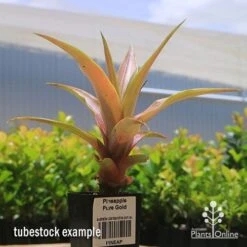 Pineapple Pure Gold -Australian Plants Online Sales apo pineapple tubestock pure gold
