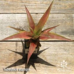 Pineapple Pure Gold -Australian Plants Online Sales apo pineapple tubestock pure gold top