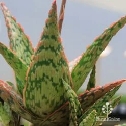 Aloe Pink Blush - Succulent -Australian Plants Online Sales apo pink blush aloe leaves