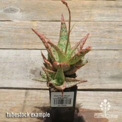 Aloe Pink Blush - Succulent -Australian Plants Online Sales apo pink blush aloe tubestock