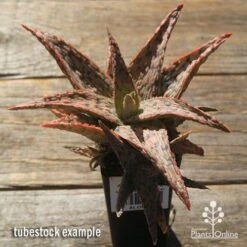 Aloe Pink Blush - Succulent -Australian Plants Online Sales apo pink blush aloe tubestock large