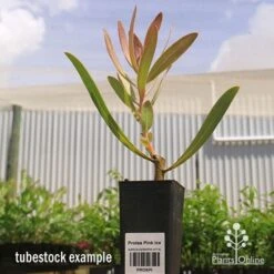 Protea Pink Ice -Australian Plants Online Sales apo pink ice protea tubestock 2