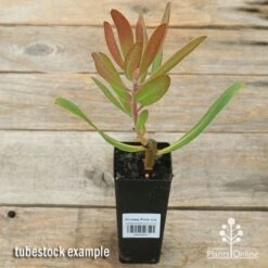 Protea Pink Ice -Australian Plants Online Sales apo pink ice protea tubestock