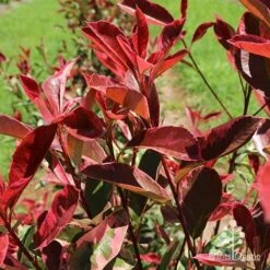 Photinia Pink Marble -Australian Plants Online Sales apo pink marble leaf colour