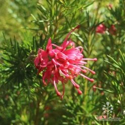 Grevillea Pink Pearl -Australian Plants Online Sales apo pink pearl grevillea flower 1