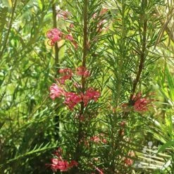 Grevillea Pink Pearl -Australian Plants Online Sales apo pink pearl grevillea habit 1